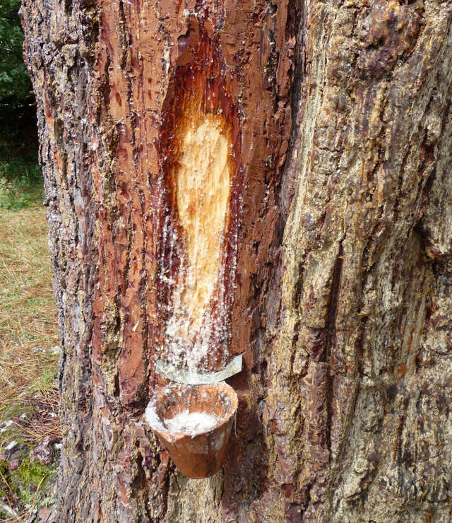 Huile de pin pour protéger le bois : goudron liquide